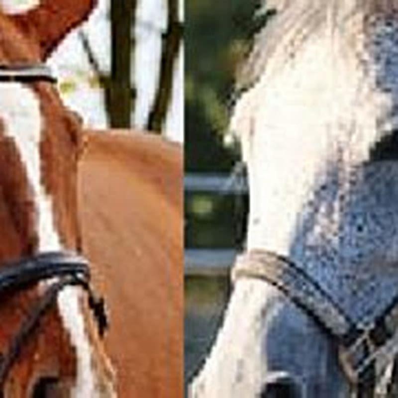 what-is-a-horse-halter-called-diy-seattle