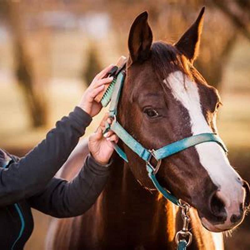 What is a horse personality?