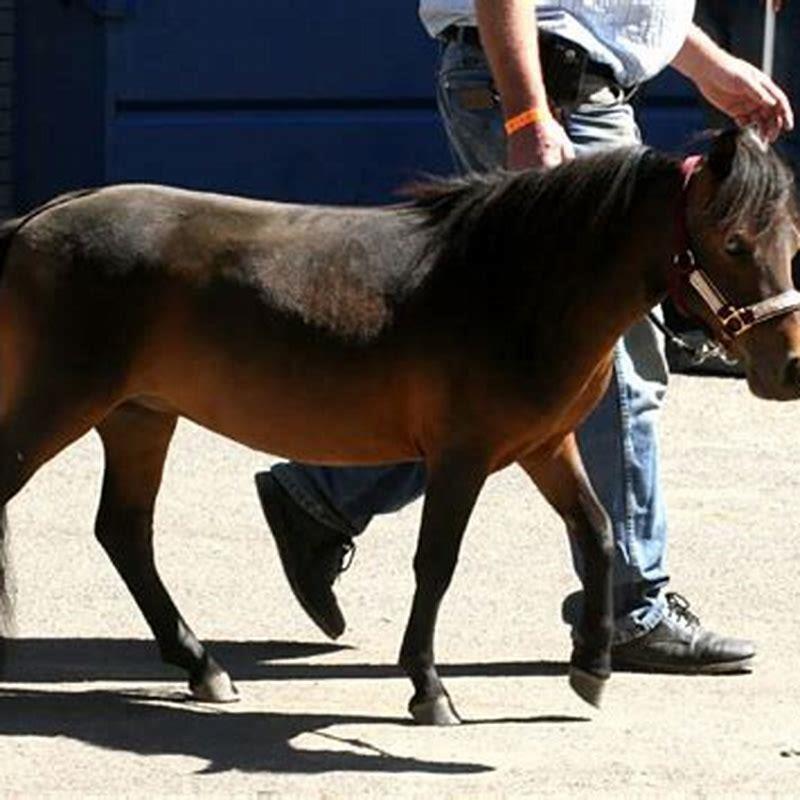 what-is-a-miniature-horse-used-for-diy-seattle