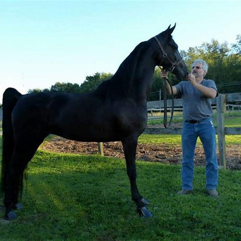 What is a Parisian horse?
