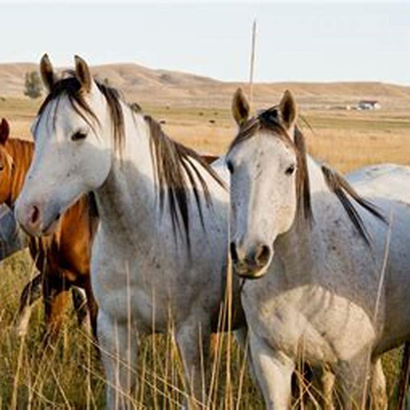 What is a sanctuary horse?