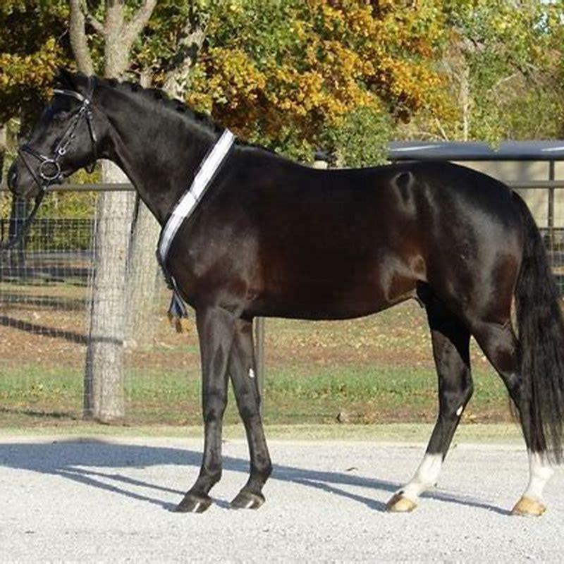 What is a Weser Ems horse?