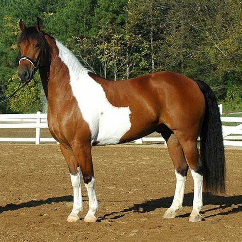 What is an Andalusian horse mixed with?