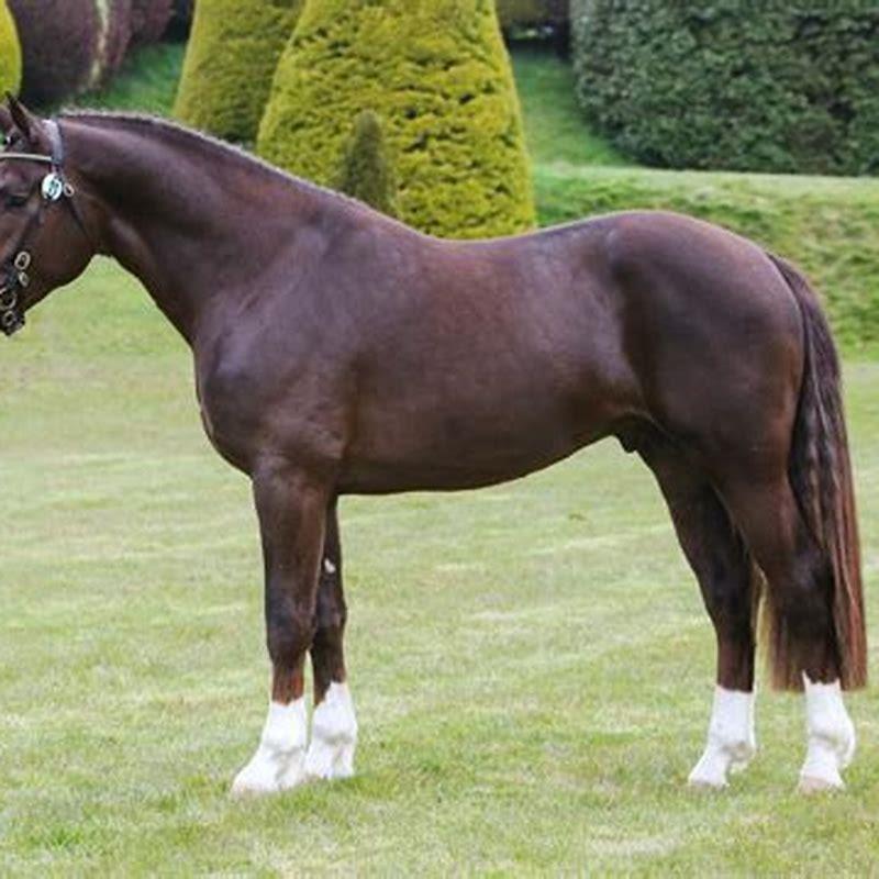 What is an Irish Draught sport horse?