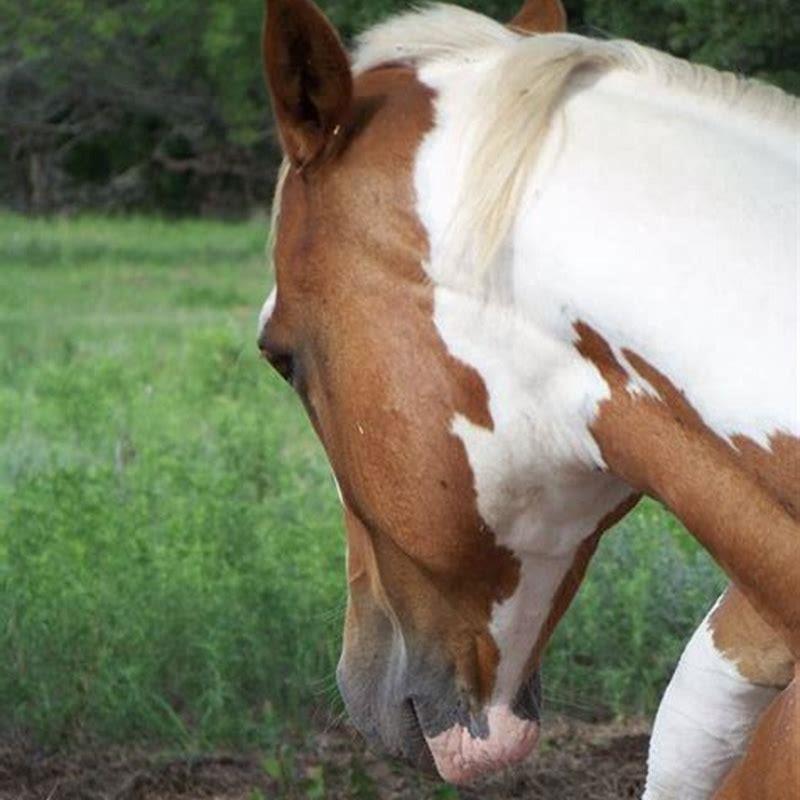 What is best to give a horse with clicky joints? - DIY Seattle