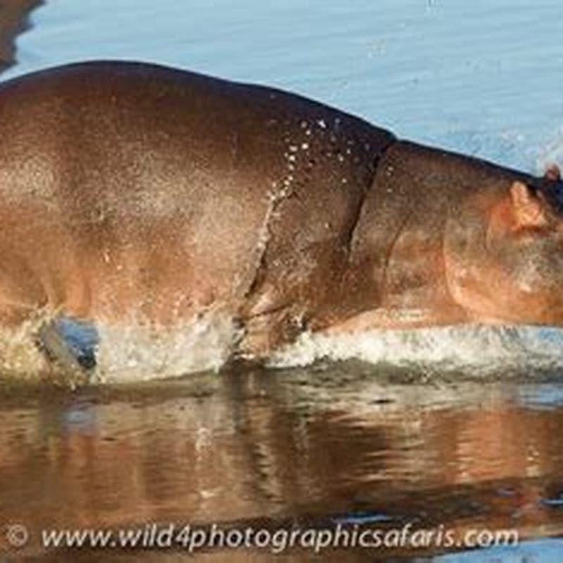 What is called river horse in Greek?