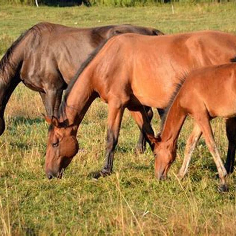 What is considered a fever in horses?