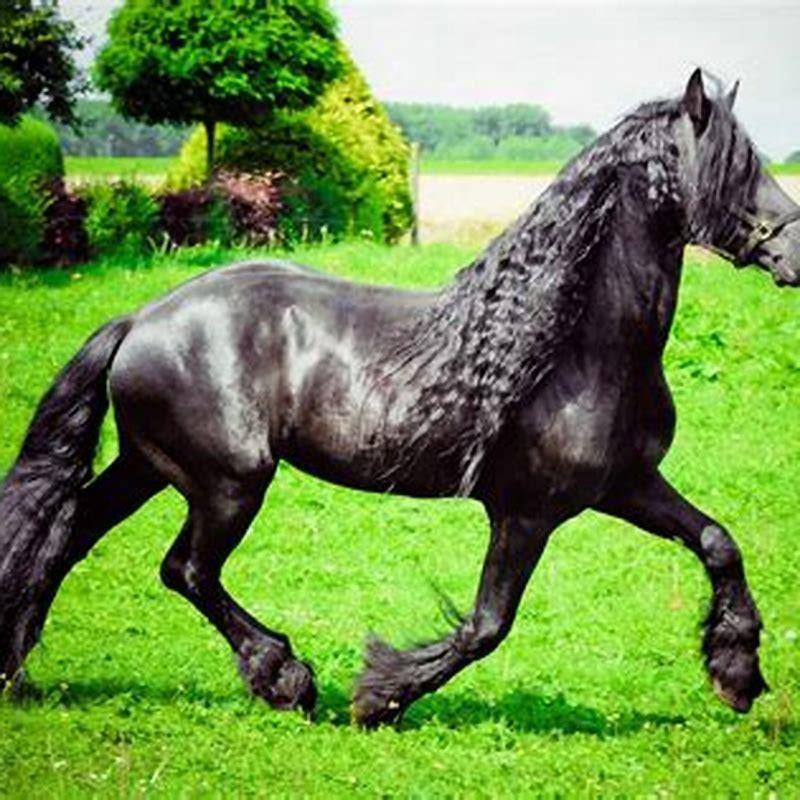 What is Friesian horse hair?
