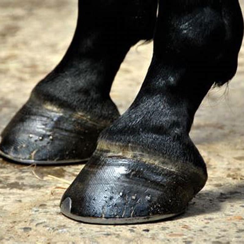 what-is-good-for-horses-hooves-diy-seattle