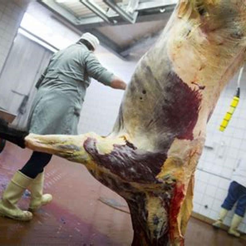 What is horse meat used in?