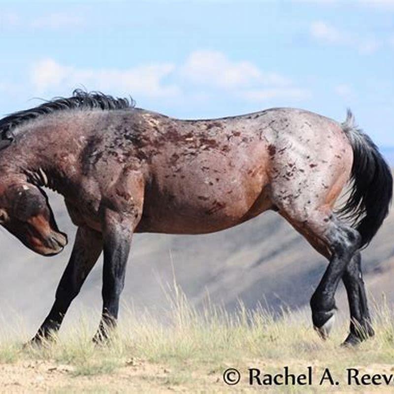 What is meant by stallion horse?