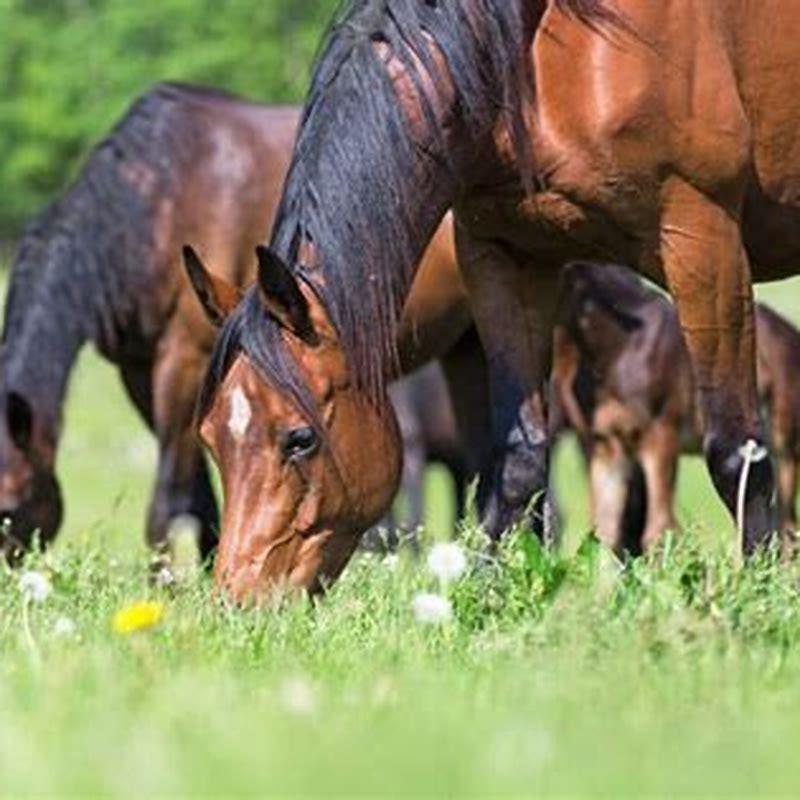 Are Clovers Poisonous To Horses