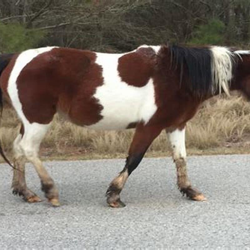 What is special about the Chincoteague Ponies in Virginia? - DIY Seattle