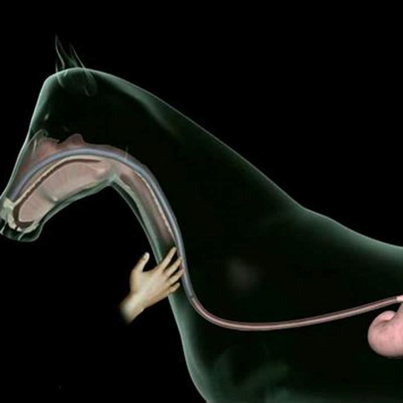 What is stomach tubing a horse?