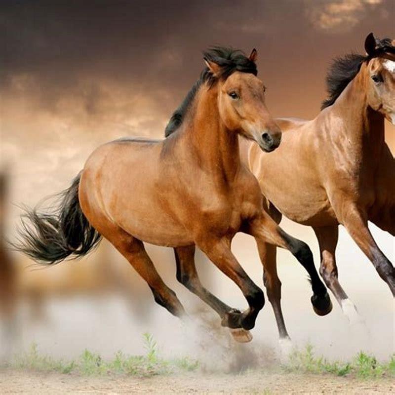 What is the best type of horse?
