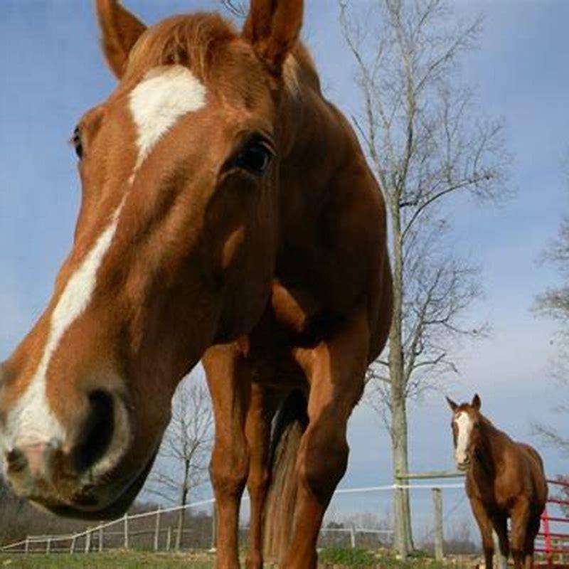 What is the best type of land for horses?