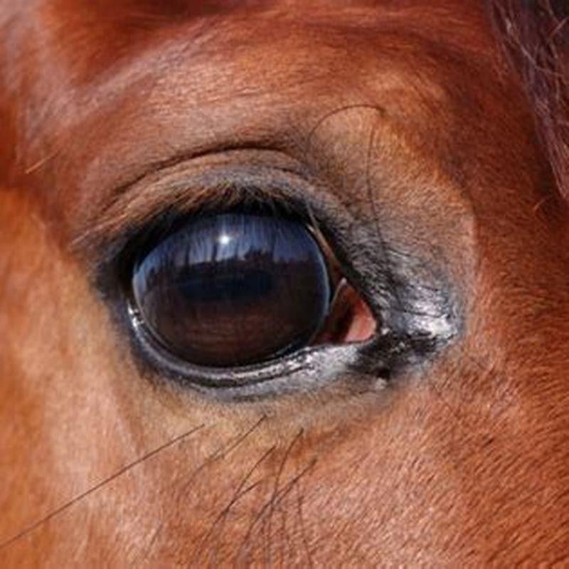 what-is-the-diameter-of-a-horses-eye-diy-seattle