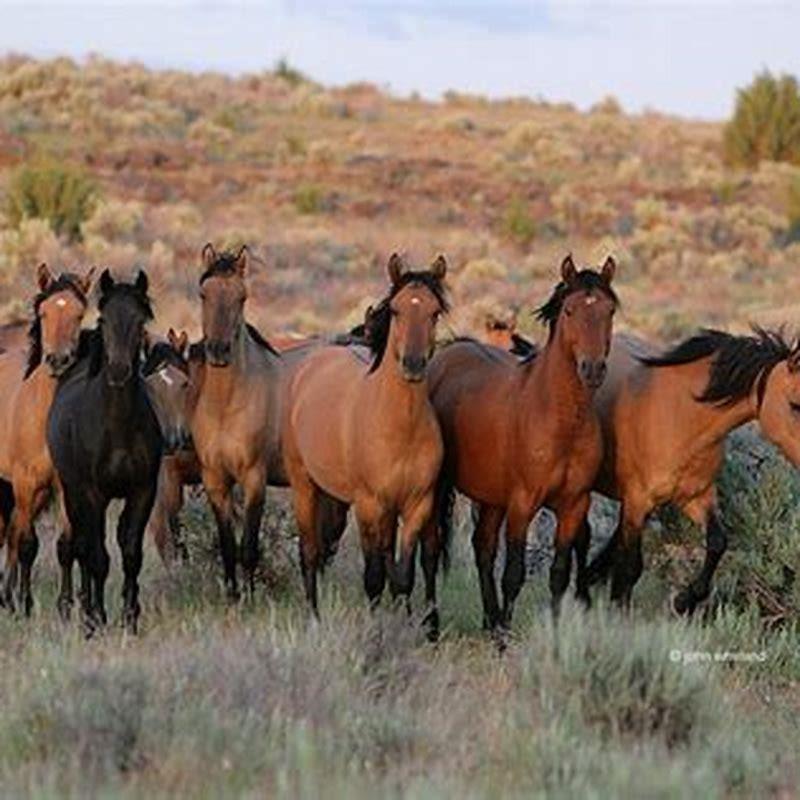 What is the difference between a horse and a brumby?