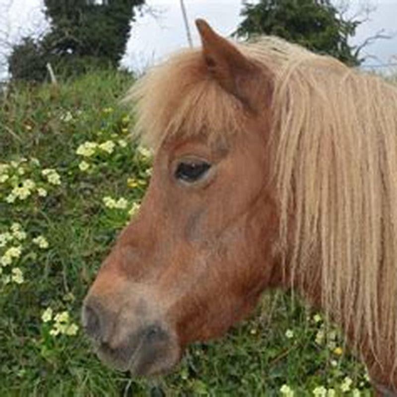What is the difference between a light horse pony and a draft horse?