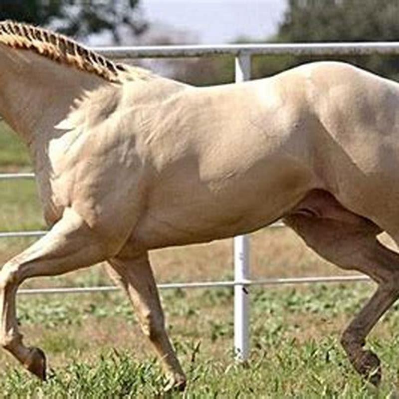 What is the difference between a white horse and a cremello horse?