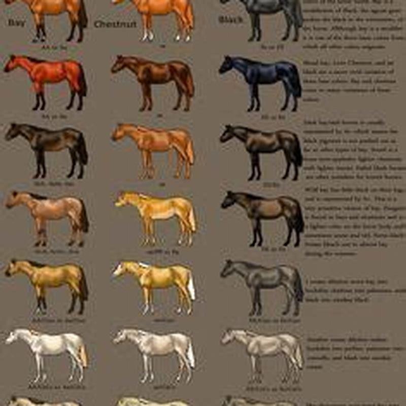 What is the difference between buckskin and dun horse coloring? - DIY ...