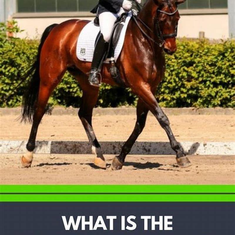 what-is-the-difference-between-equestrian-and-dressage-diy-seattle