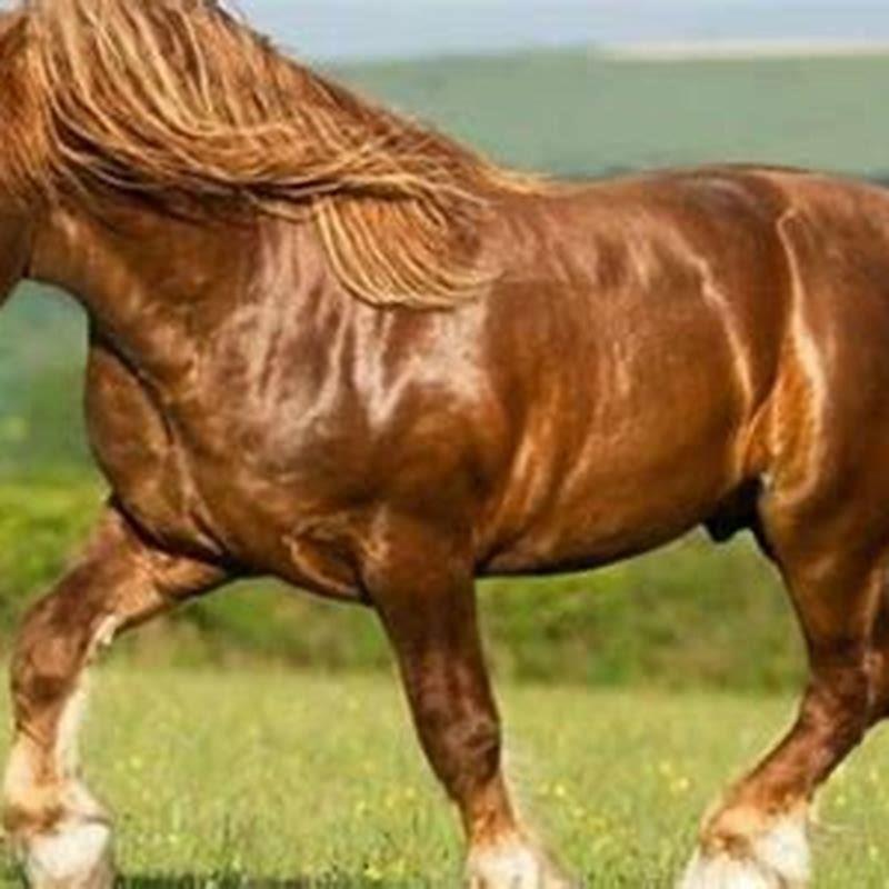 What is the difference between hot and cold-blooded horses?