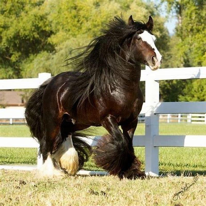 what-is-the-finest-horse-breed-diy-seattle