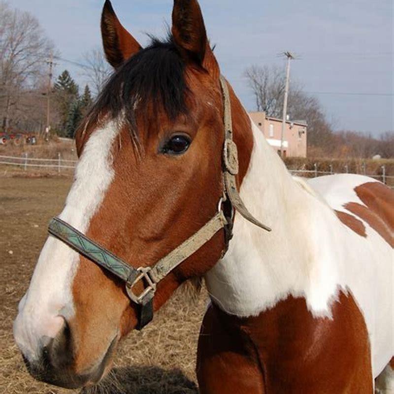 What Is The Most Friendliest Horse Breed