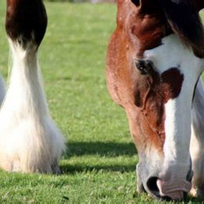 What is the furriest horse?