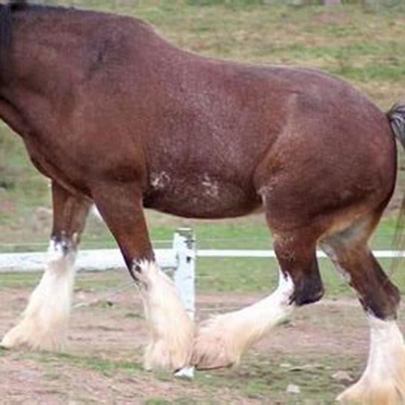 What is the heaviest Clydesdale horse?