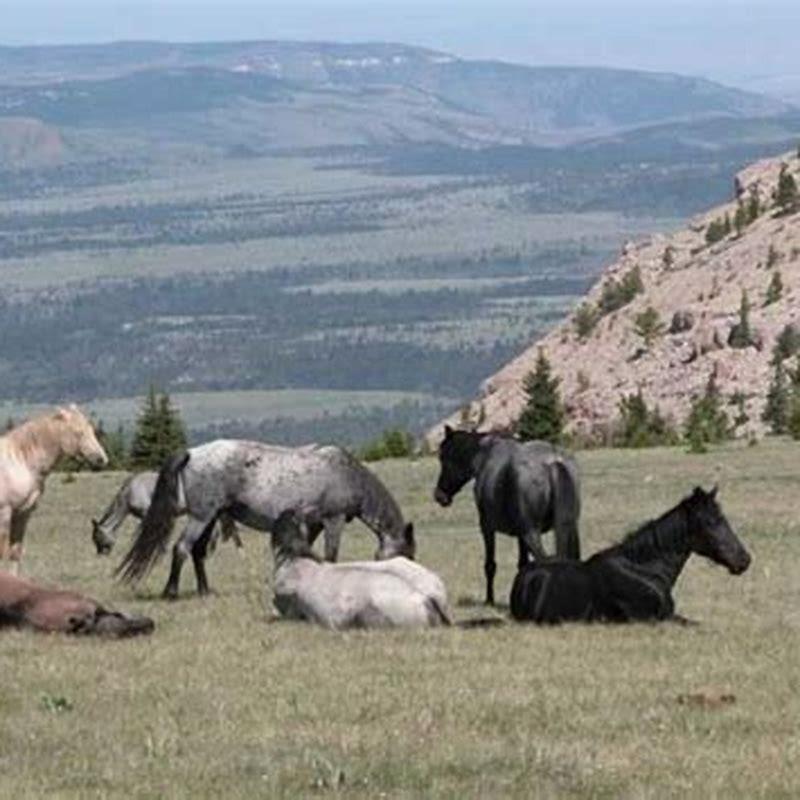 what-is-the-horse-stopping-in-yellowstone-diy-seattle