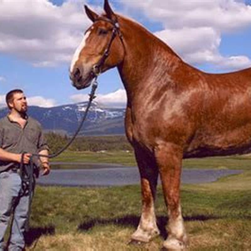 What is the largest horse ever?