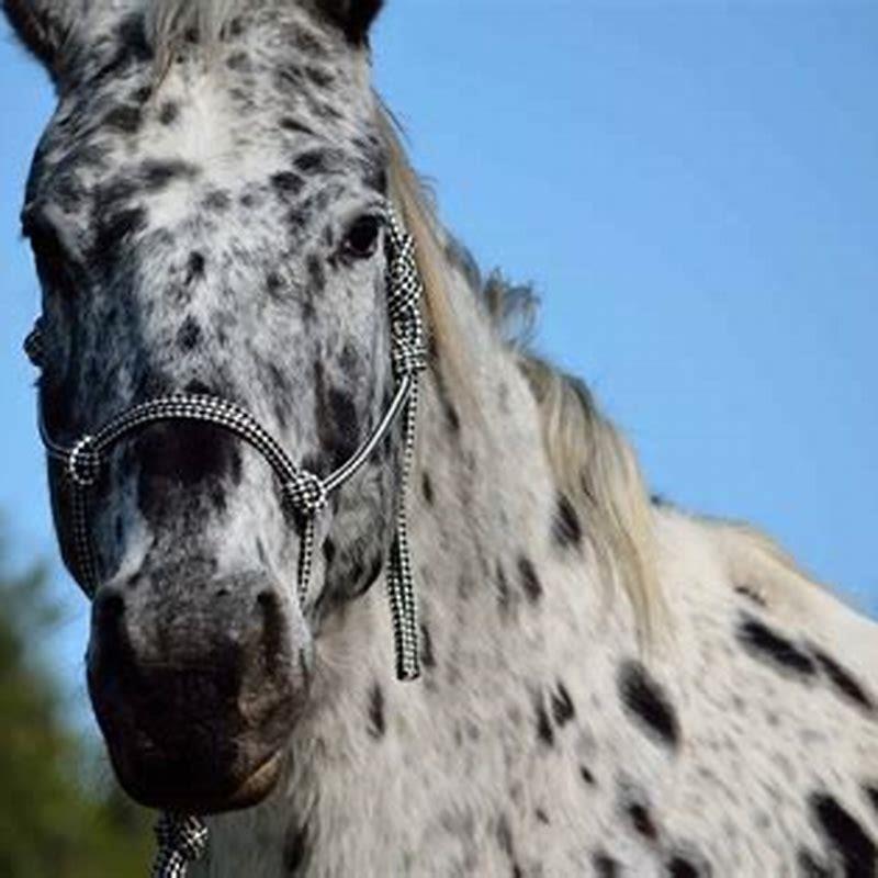 What is the least known horse breed?