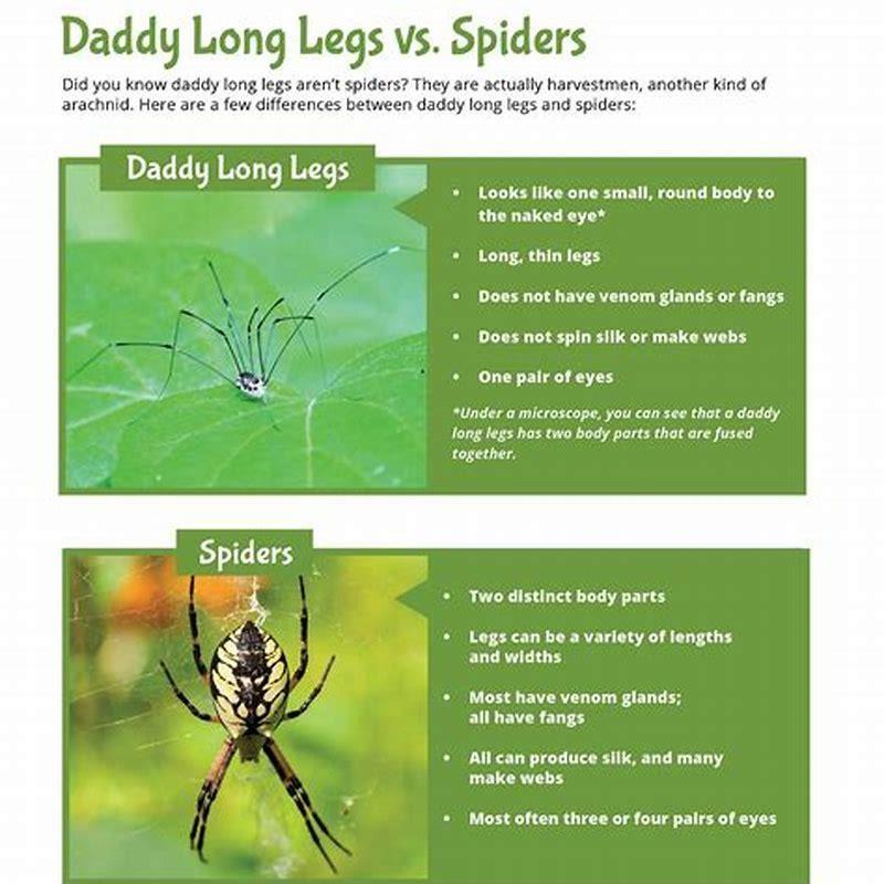 What Is The Life Cycle Of A Daddy Long Leg Spider DIY Seattle what-is-the-life-cycle-of-a-daddy-long-leg-spider-diy-seattle