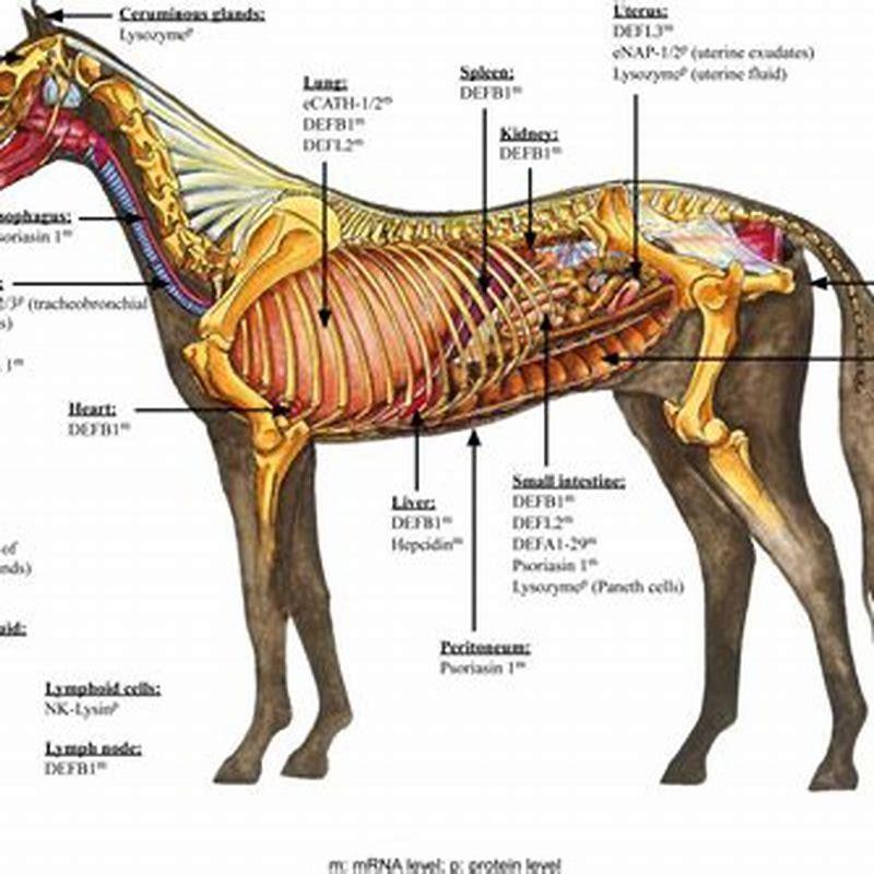 What is the main function of the rectum in a horse?
