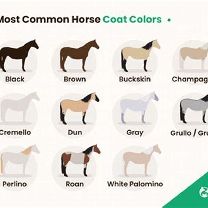 What is the most common horse coat color? - DIY Seattle