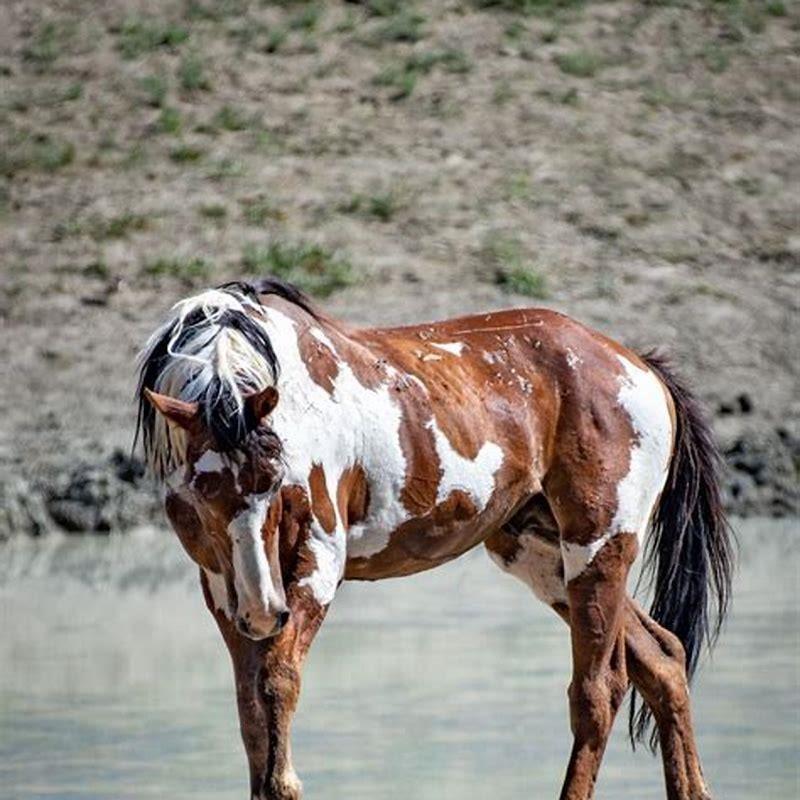 What is the name of Georgias horse?