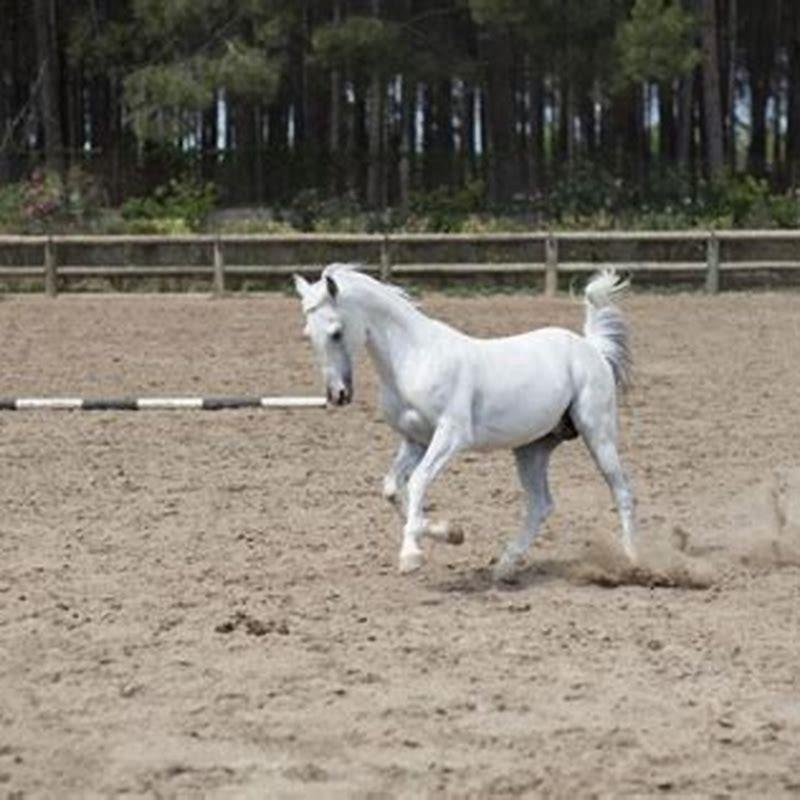 What is the place where you ride horses called?