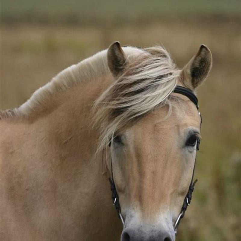 what-is-the-prettiest-pony-breed-diy-seattle