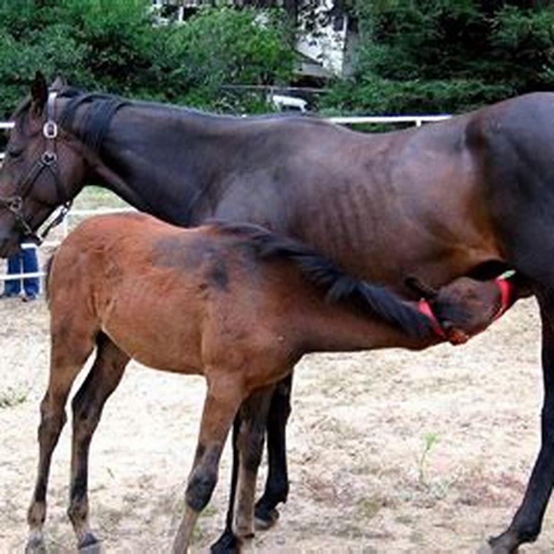 What is the process of a mare giving birth to a foal called?