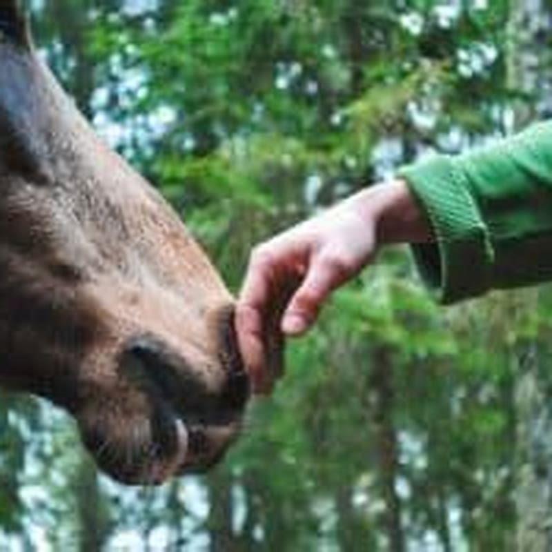 what-is-the-proper-way-to-approach-a-horse-diy-seattle