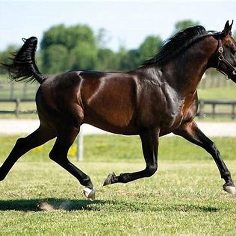 What is the purpose of a Standardbred horse? - DIY Seattle