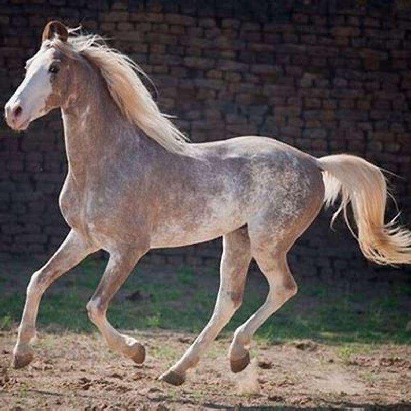 What is the rarest type of horse breed?