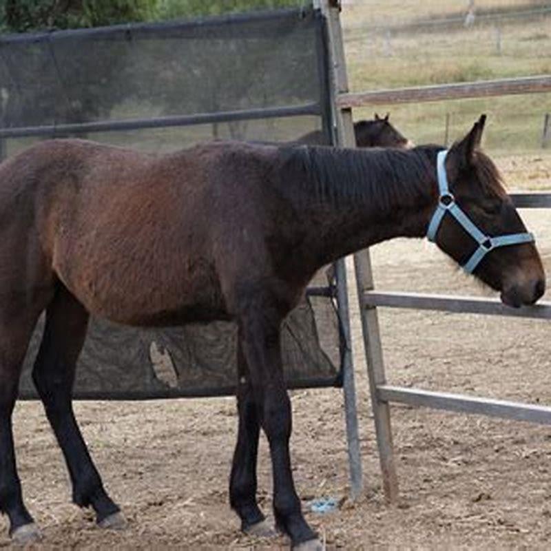 what-is-the-roman-word-for-horse-diy-seattle