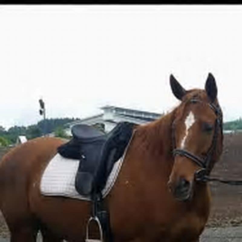 What is the sound of horse called?