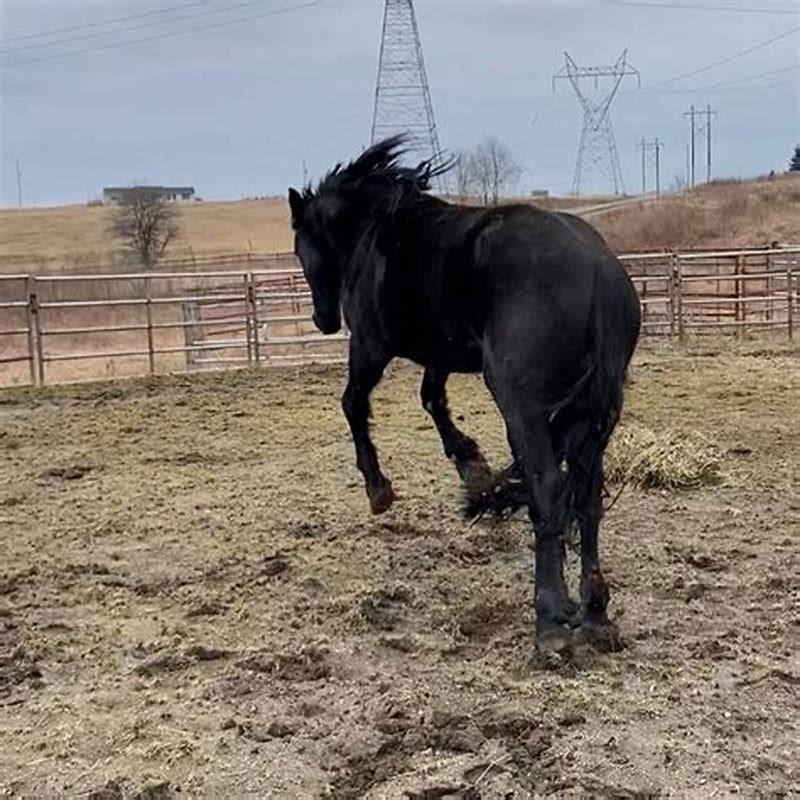 What is the tallest Friesian horse?