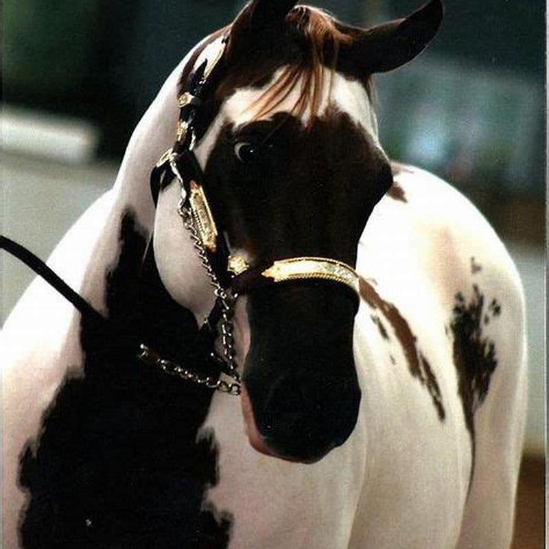 What Is The Thing Called That You Put On A Horses Face DIY Seattle