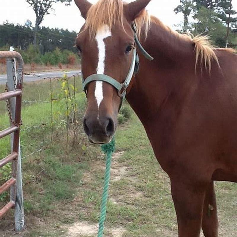 what-is-the-thing-on-a-horses-face-diy-seattle