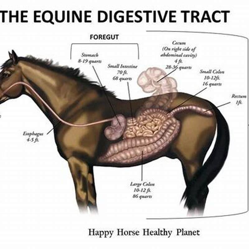 What Is Unique About A Horses Digestive System Diy Seattle